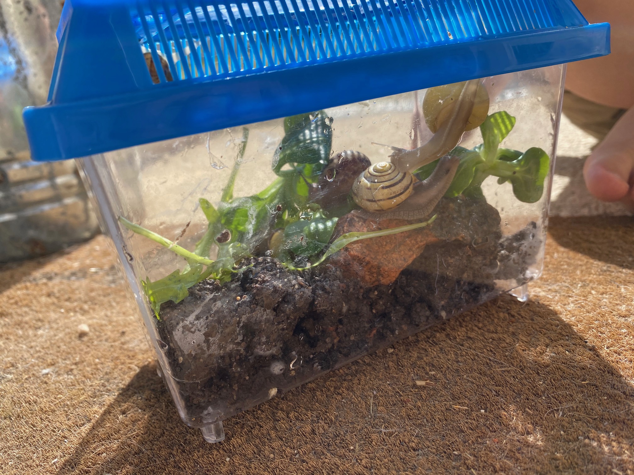 idée activité enfants on a fait un élevage descargots terrarium